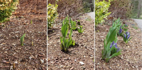 tulip hyacinth1
